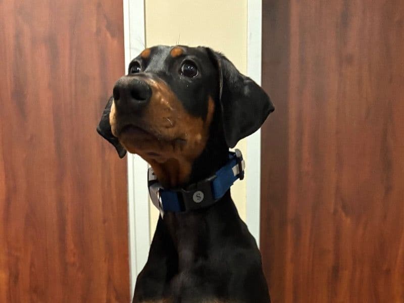 Doberman 4 months old female large named Rosi for adoption in Montgomery County, Texas | Petmeetly