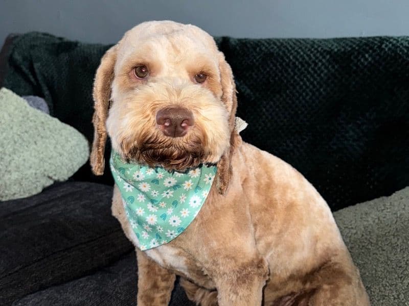 Cockapoo 2 years old male medium named Hanson for breeding | Petmeetly