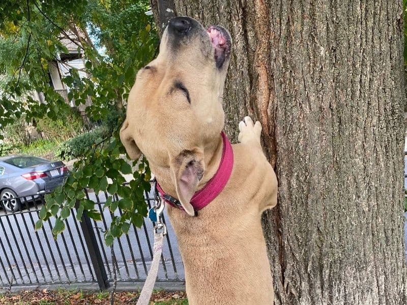 American PitBull Terrier 1 year 6 months old female medium named Chyna for breeding in Suffolk County, Massachusetts | Petmeetly