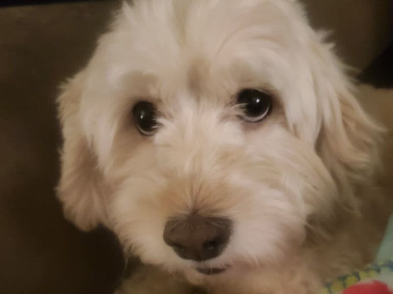 Cockapoo 6 years old female small named Tilly for breeding in Kenosha County, Wisconsin | Petmeetly