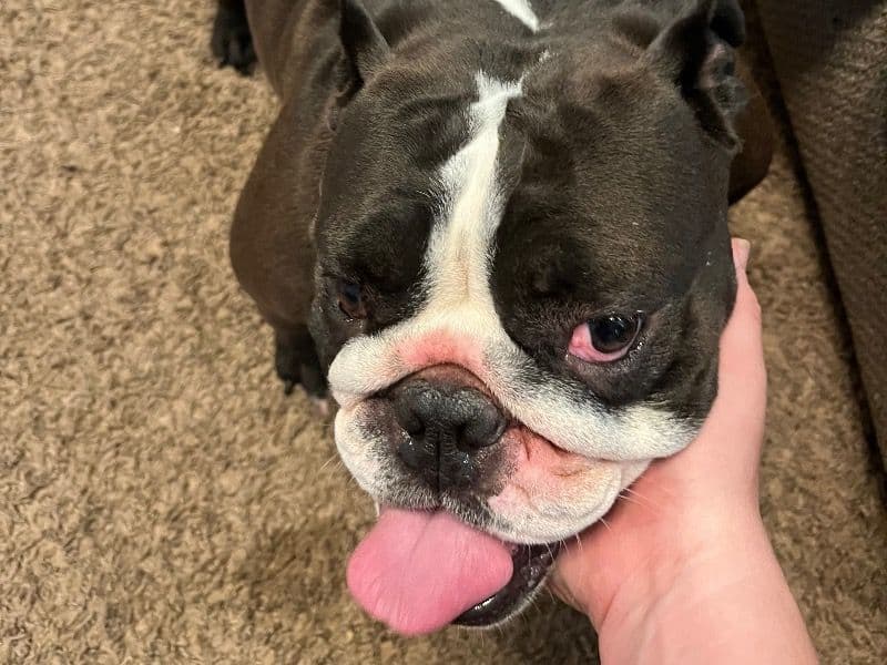 Old English Bulldog 2 years 4 months old female medium named Meatball for breeding in Iron County, Utah | Petmeetly