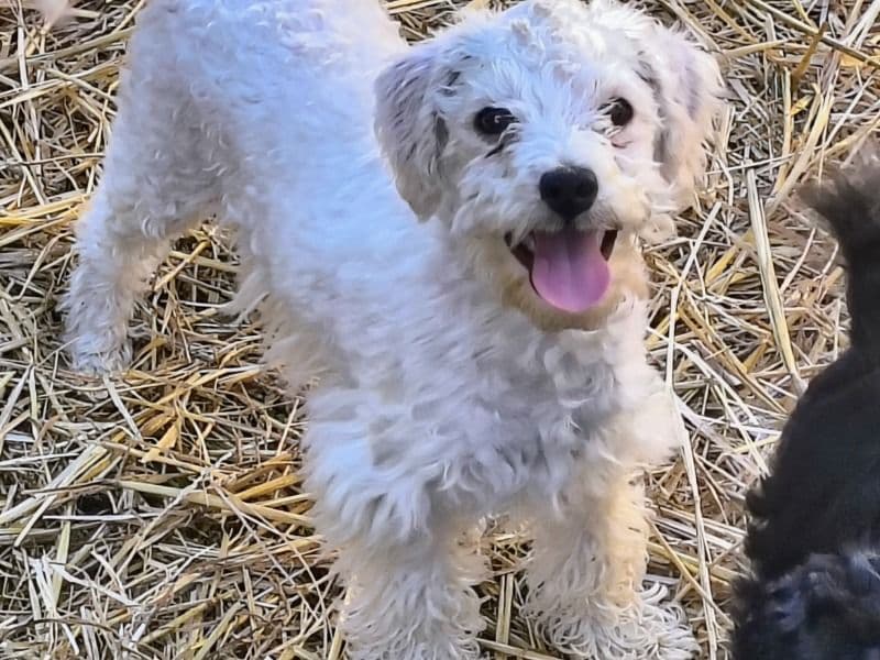 Nezuko primary photo