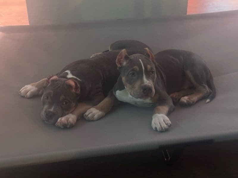 American Bully 1 year 1 month old male extra large named Boss for breeding | Petmeetly