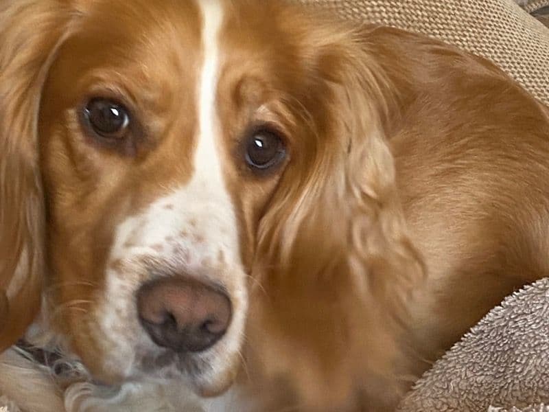 Cocker Spaniel 3 years 2 months old female medium named Lally for breeding in Cumbria, England | Petmeetly