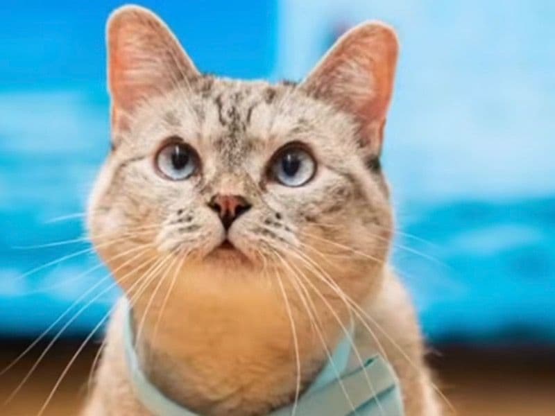 Abyssinian 1 year 1 month old female named Nala for sale in Fulton County, Georgia | Petmeetly