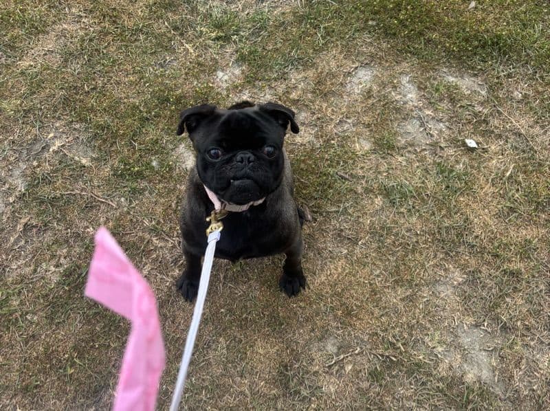 Pug 1 year 6 months old male small named Onyx for breeding in Myrtle Beach, South Carolina | Petmeetly