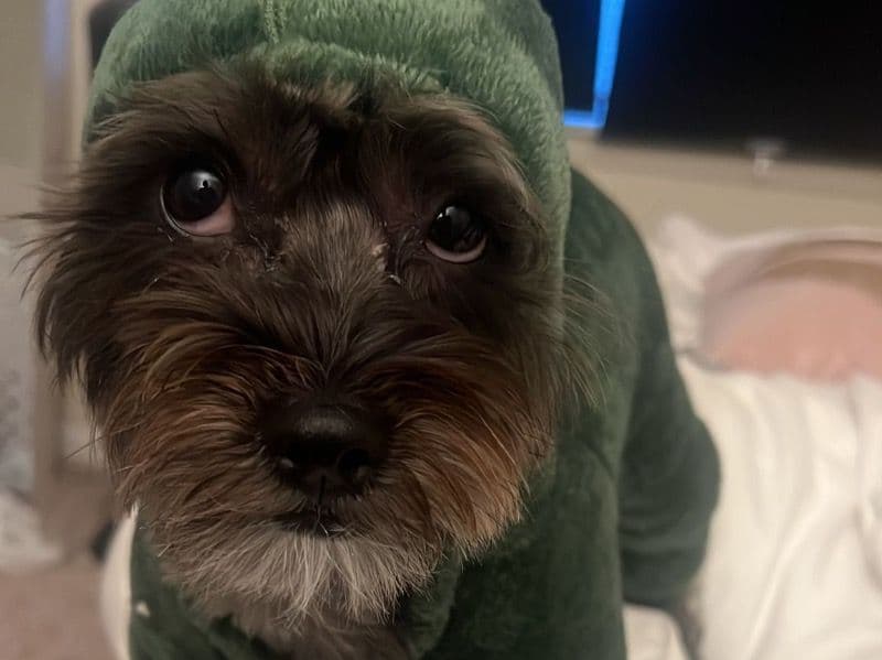 Yorkipoo 4 years 3 months old male small named Luffy for breeding in Fairfax County, Virginia | Petmeetly