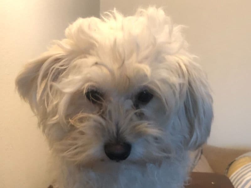 Labradoodle 1 year 10 months old female small named Lady for breeding in Dallas County, Texas | Petmeetly