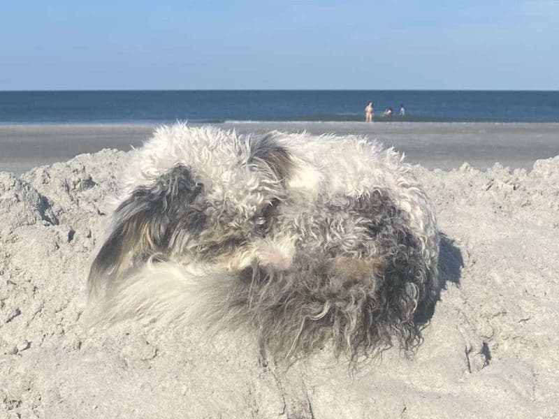 Mini Aussiedoodle 1 year 10 months old female small named Mimzy for breeding in Union County, Florida | Petmeetly