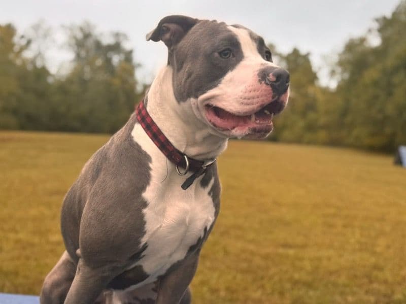 Rednose Pitbull Terrier 3 years old male large named Shinobi for breeding in Suffolk County, New York | Petmeetly