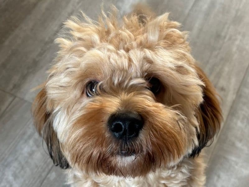 Cockapoo 2 years 2 months old male medium named Bentley for breeding in Darlington, England | Petmeetly