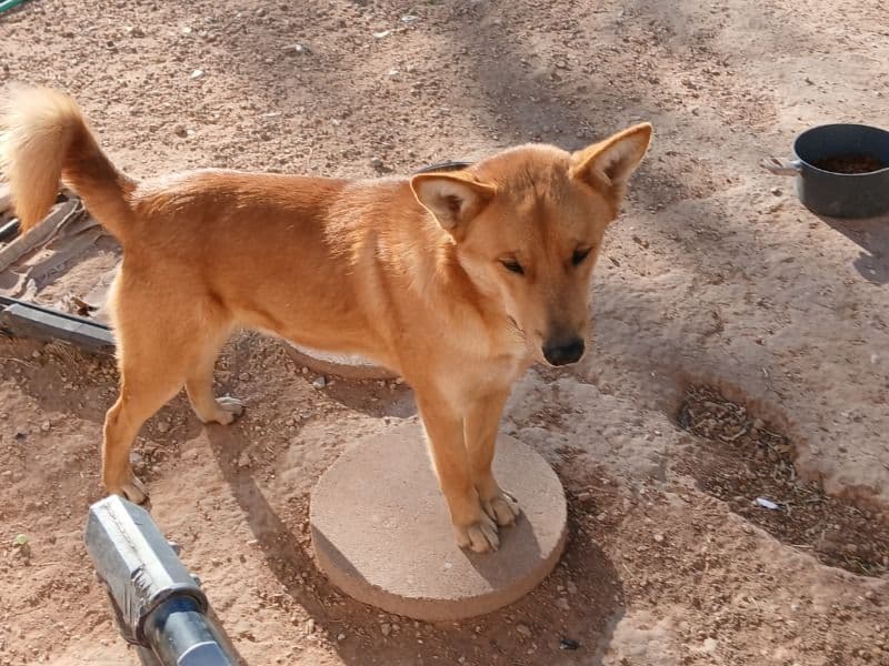 Anatolian Shepherd 9 months old male medium named Thomas for adoption in Grape Creek, Texas | Petmeetly