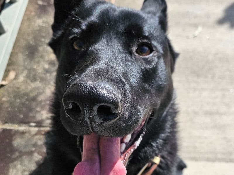 Black German Shepherd 2 years 6 months old female large named Winter for breeding in West Pennant Hills, New South Wales | Petmeetly