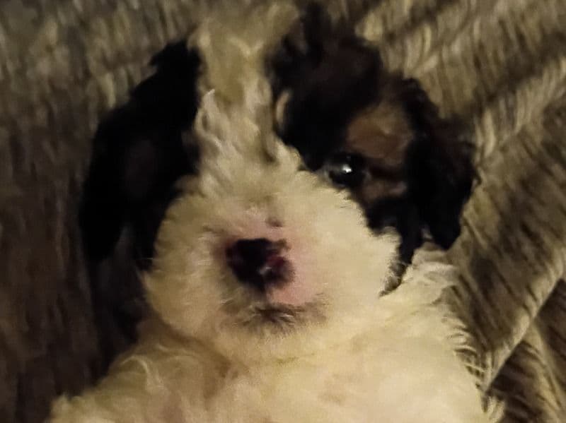 Maltipoo 1 month old male small named Obi for sale in Nevada County, Arkansas | Petmeetly