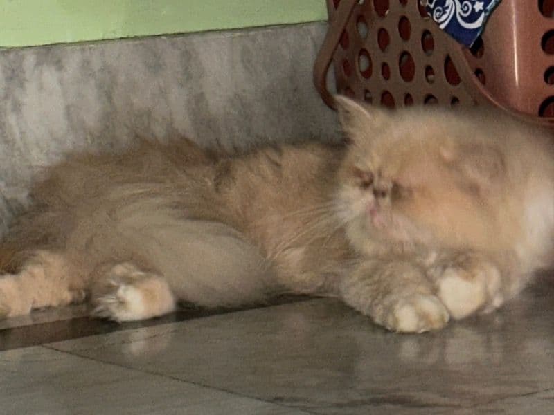 Persian 2 years 4 months old female named Rose for breeding in Presidency Division, West Bengal | Petmeetly