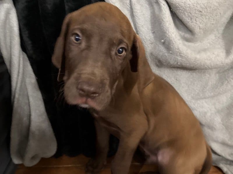 Great Dane 6 months old male extra large named Brownie for sale in Cobb County, Georgia | Petmeetly