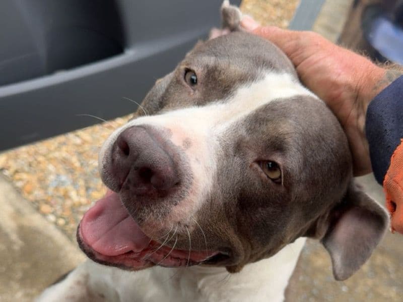 American Staffordshire Terrier 3 years 1 month old female large named Willow for breeding in Logan City, Queensland | Petmeetly