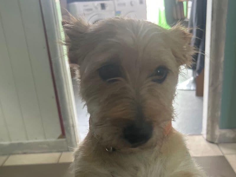 Yorkie Russell 3 years 2 months old male small named Chester for breeding in Staffordshire, England | Petmeetly