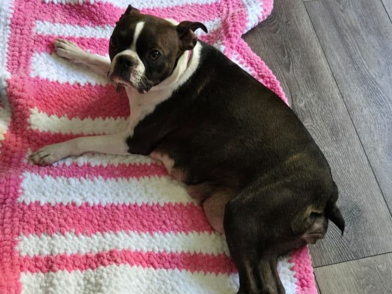 Boston Terrier 2 years old female medium named Luah for breeding in Van Wert County, Ohio | Petmeetly