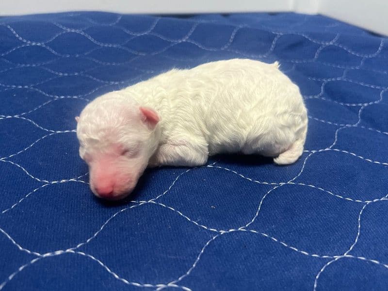 Miniature Poodle Less than 1 month old female small named Winter for sale in Clarke County, Mississippi | Petmeetly