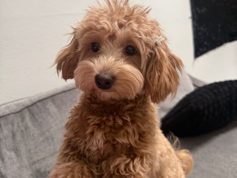 Maltipoo 9 months old female small named Lexi for breeding in Maricopa County, Arizona | Petmeetly