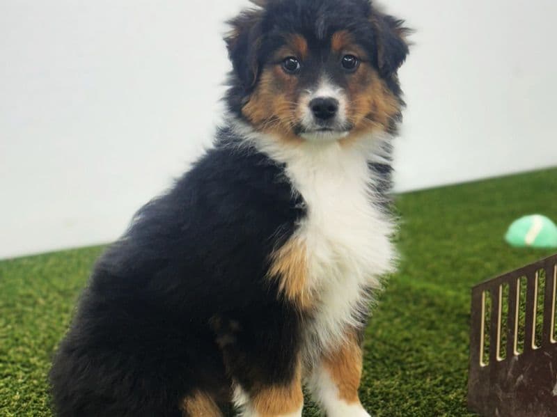 Australian Shepherd 3 months old female medium named Diane for sale in Macon County, Alabama | Petmeetly