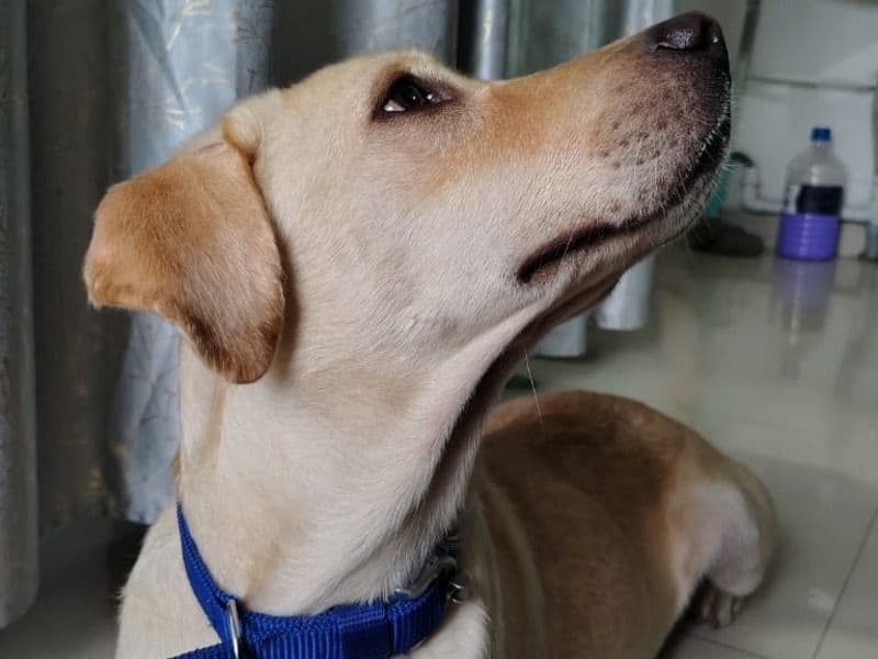 Labrador Retriever 1 year 7 months old male medium named Brono for breeding in Hazaribagh, Jharkhand | Petmeetly
