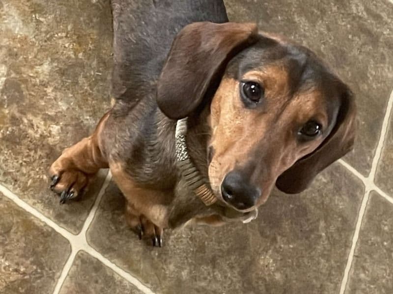 Miniature Dachshund 7 months old male small named Slinky for breeding in Jefferson County, Kentucky | Petmeetly