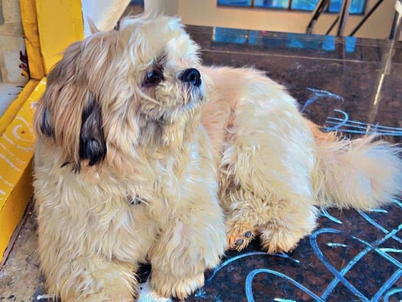 Shih Tzu 1 year 9 months old male medium named Ishan for breeding in Hyderabad, Telangana | Petmeetly