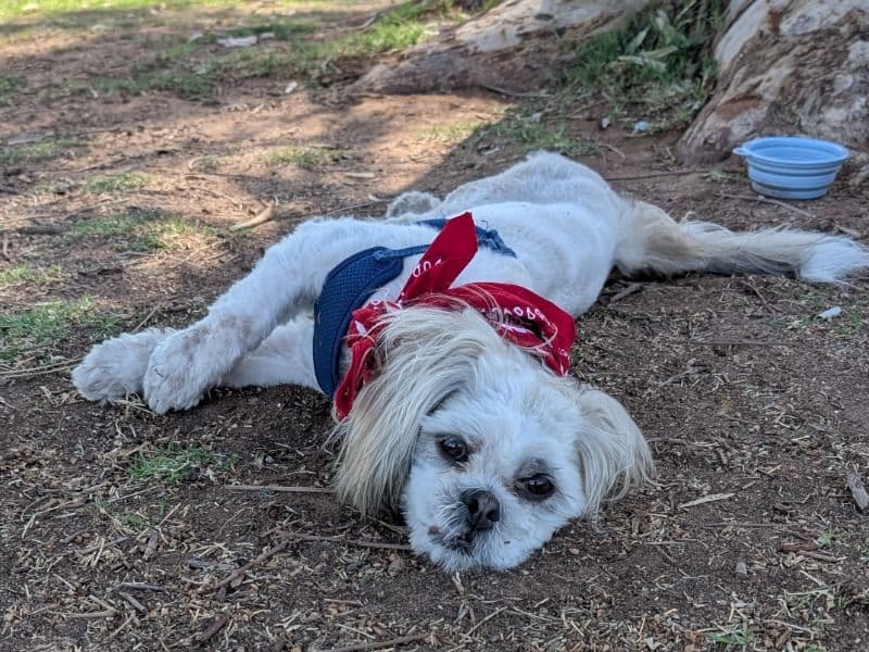 Lhasa Apso 1 year 5 months old male small named Jack Jack for breeding in Maricopa County, Arizona | Petmeetly