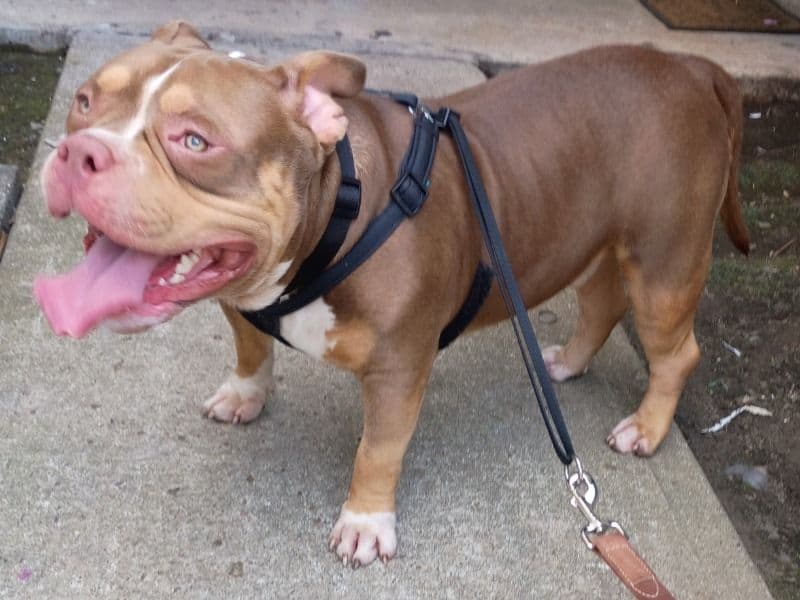 American Pocket Bully 1 year 2 months old male medium named Santana for breeding in Harris County, Texas | Petmeetly