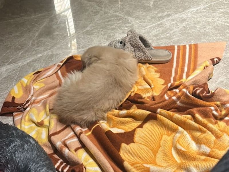 English Labrador Retriever 2 months old male small named Muffin for breeding in Gurgaon Division, Haryana | Petmeetly