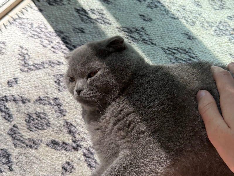 Scottish Fold 1 year old female named Mushka for breeding in McHenry County, Illinois | Petmeetly