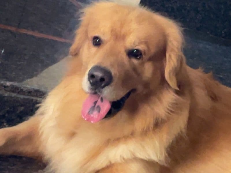 English Golden Retriever 4 years 9 months old male large named Striker for breeding in Hyderabad, Telangana | Petmeetly
