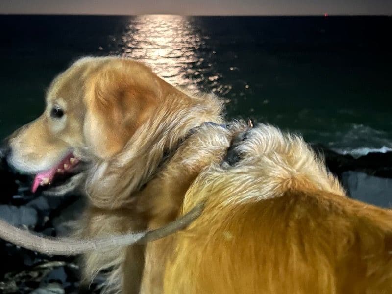 English Golden Retriever 3 years 8 months old male large named Whiskey for breeding in Bangalore Division, Karnataka | Petmeetly