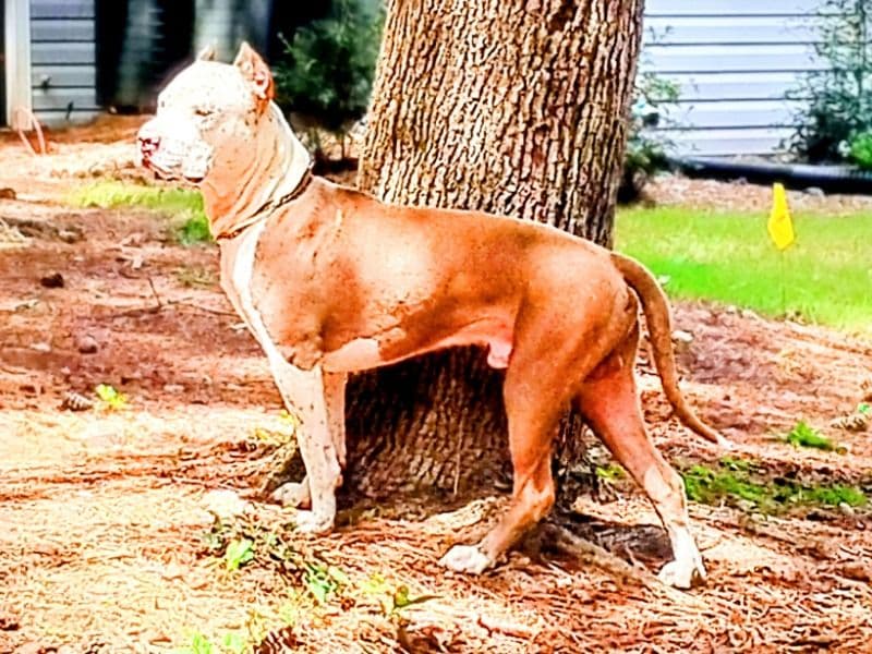 American Bully 1 year 2 months old male large named Blanco for breeding | Petmeetly
