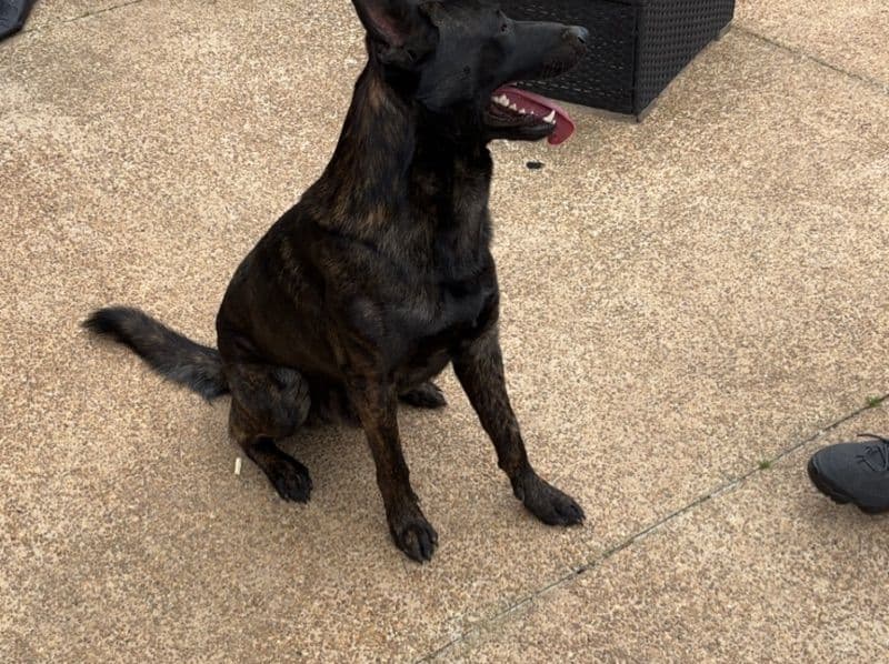 German Shepherd 2 years 8 months old male large named Benji for breeding in DeSoto County, Mississippi | Petmeetly