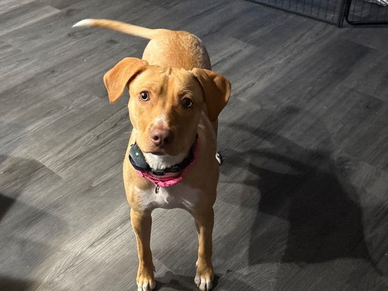 Lab Pointer 1 year 4 months old female medium named Andi for adoption in Essex County, Massachusetts | Petmeetly