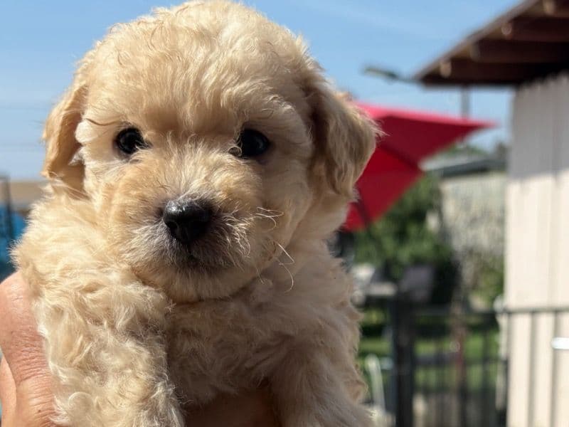 Poodle 6 months old male small named Bob for breeding in San Bernardino County, California | Petmeetly