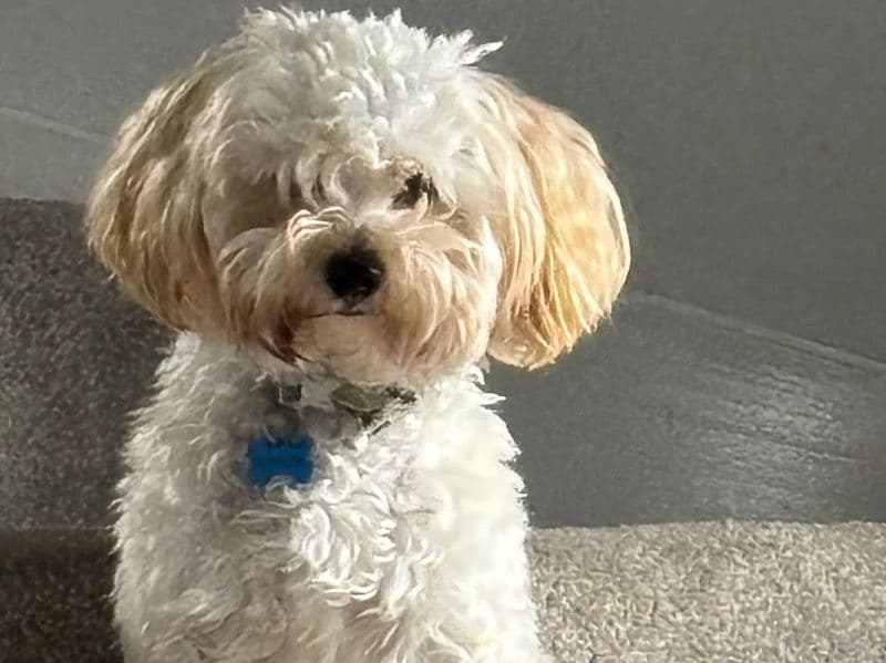 Maltese Shih Tzu 1 year 4 months old male small named Peanut for breeding | Petmeetly