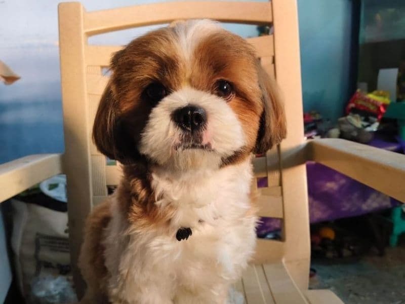 Shih Tzu 1 year 6 months old female medium named Maya for breeding in Chennai, Tamil Nadu | Petmeetly