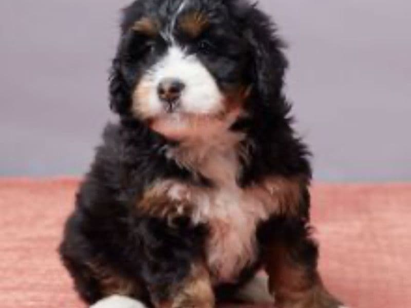 Bernedoodle 2 months old female medium named Kim for sale in Pennsylvania | Petmeetly
