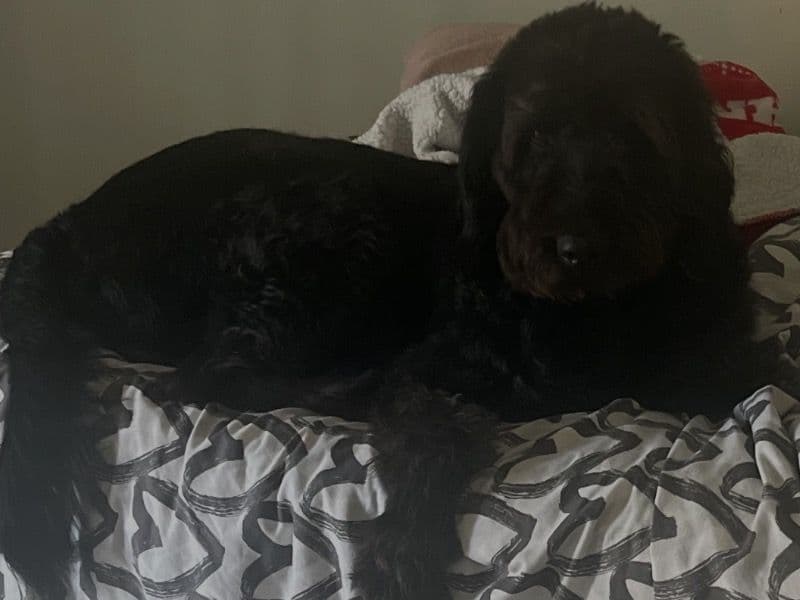 Labradoodle 5 years 6 months old male large named Kase for breeding in Frederick County, Maryland | Petmeetly