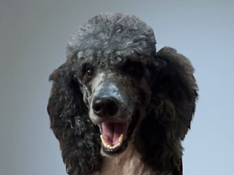 Standard Poodle 2 years old female large named Friendly for breeding in Cochise County, Arizona | Petmeetly