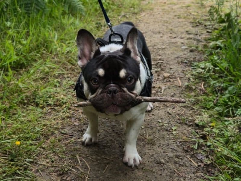 French Bulldog 1 year 6 months old male small named Huey for breeding in Greater Manchester, England | Petmeetly