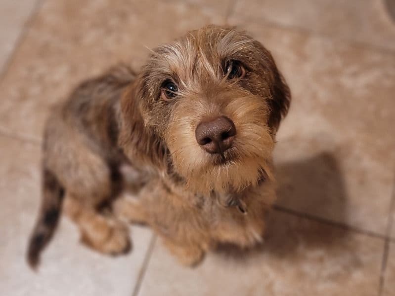 Dachshund 7 months old male small named Bernie for breeding in Pike County, Pennsylvania | Petmeetly