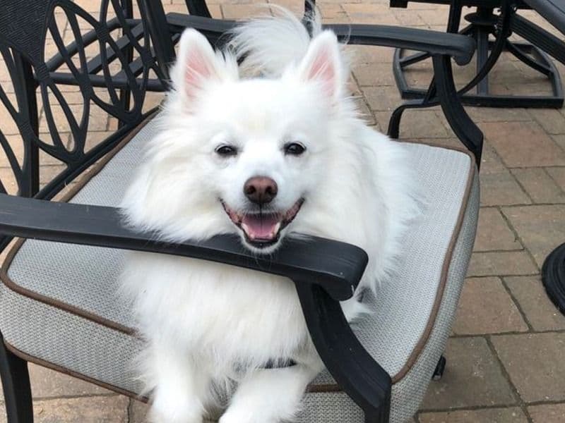 American Eskimo 2 years 3 months old male medium named Cloud for sale in Kern County, California | Petmeetly