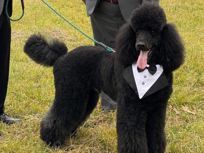 Standard Poodle 5 years 11 months old male large named Lenny for breeding in Hamilton County, Tennessee | Petmeetly