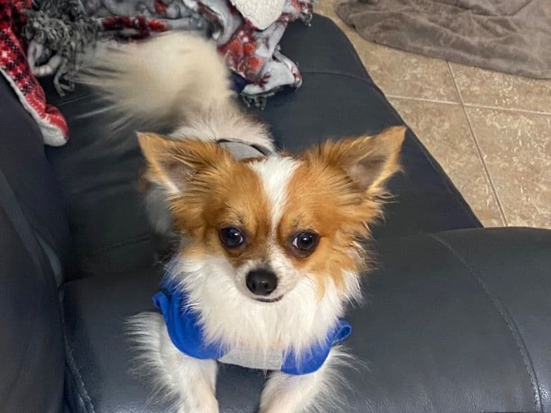 Long hair Chihuahua 5 years 2 months old male small named Kobe for breeding in Alachua County, Florida | Petmeetly