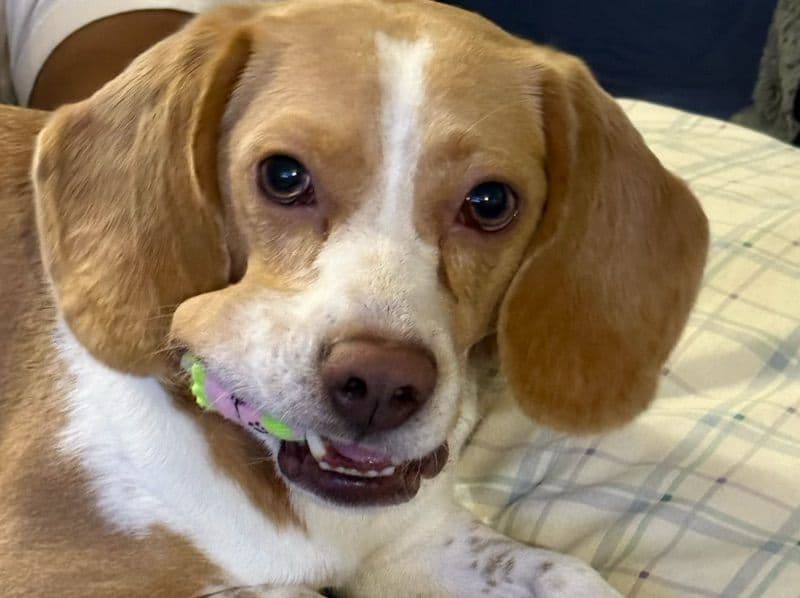 Beagle 5 years 6 months old male medium named Marley for breeding in Queens County, New York | Petmeetly